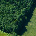Afforestation and Commercial Forestry
